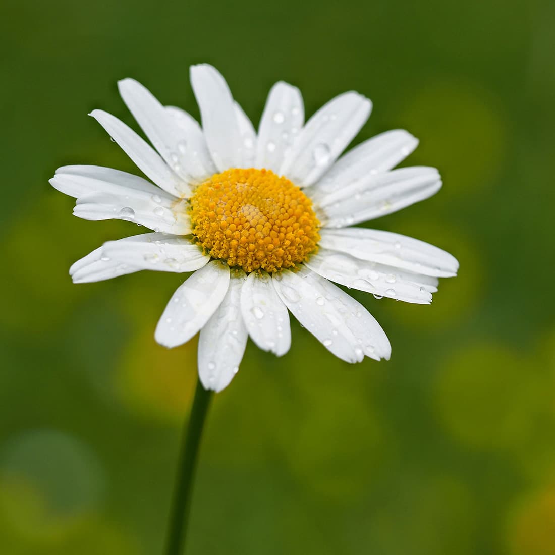 Minuet in G Major, BWV Anh. 116 (Notebook for Anna Magdalena Bach, 1725)