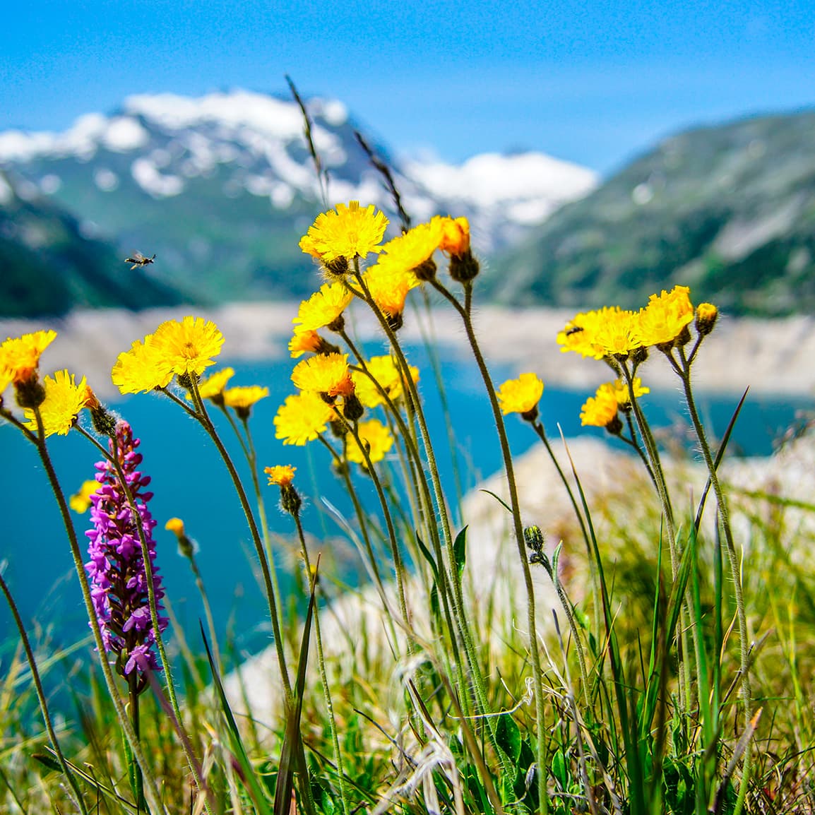 Beautiful Classical Music for the Soul