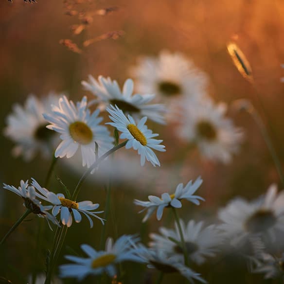 2 Piano Sonatinas, Anh. 5, No.2 in F Major