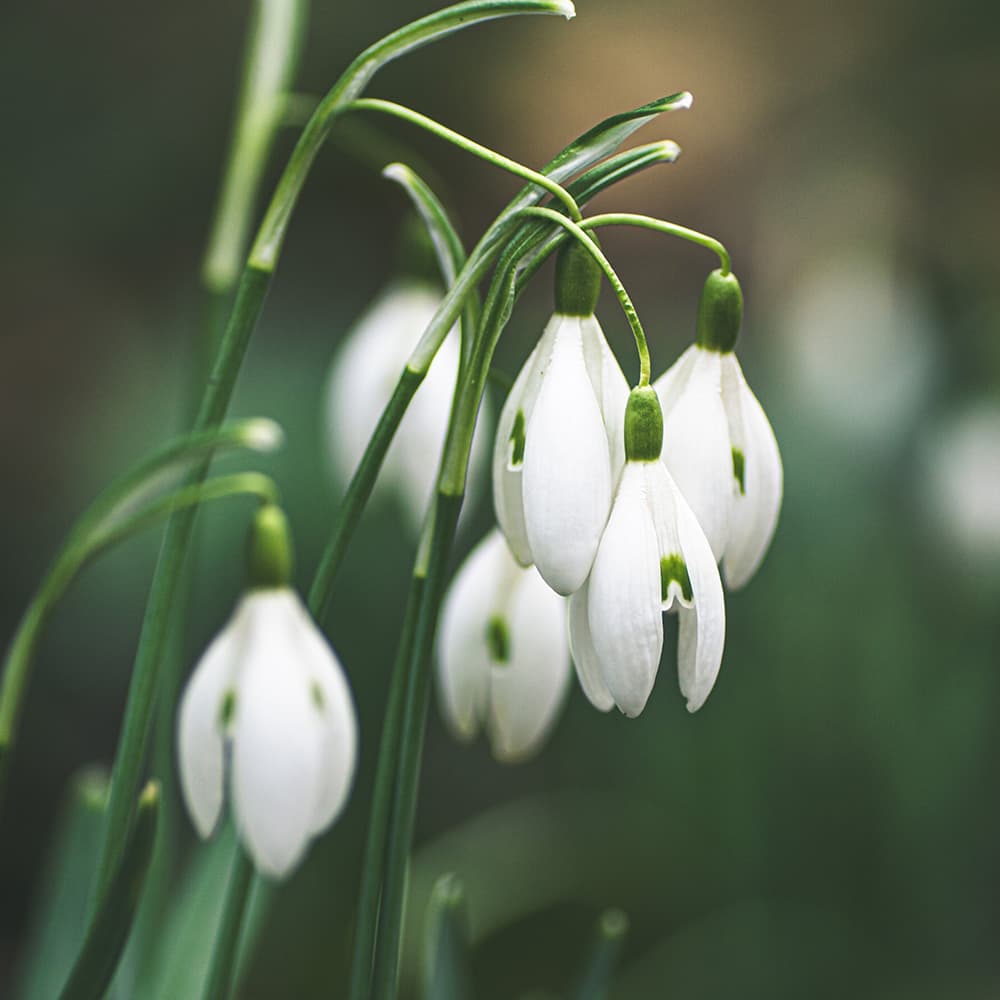 Bagatelle No. 25 in A Minor, WoO 59 Fur Elise