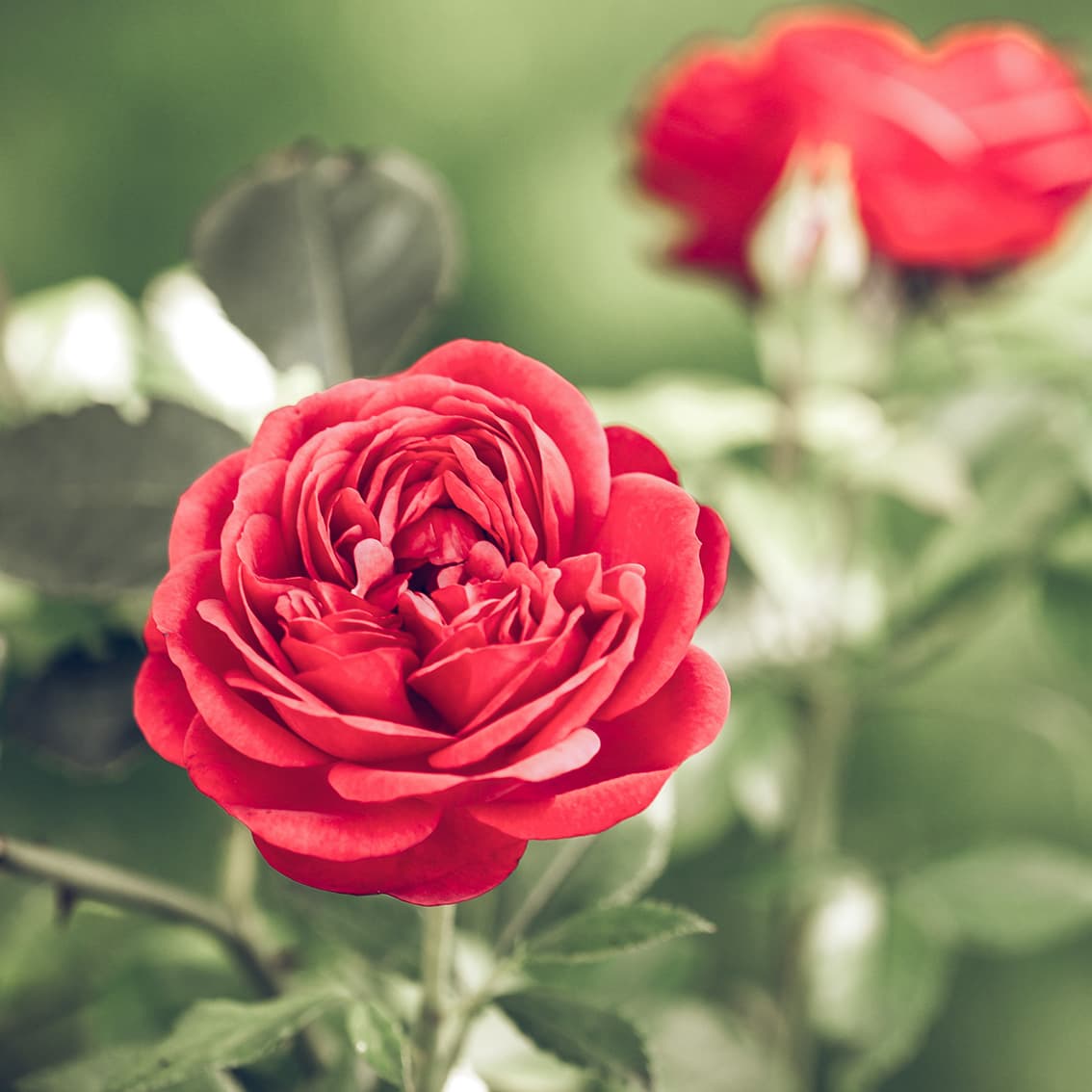 Hungarian Dance No. 1