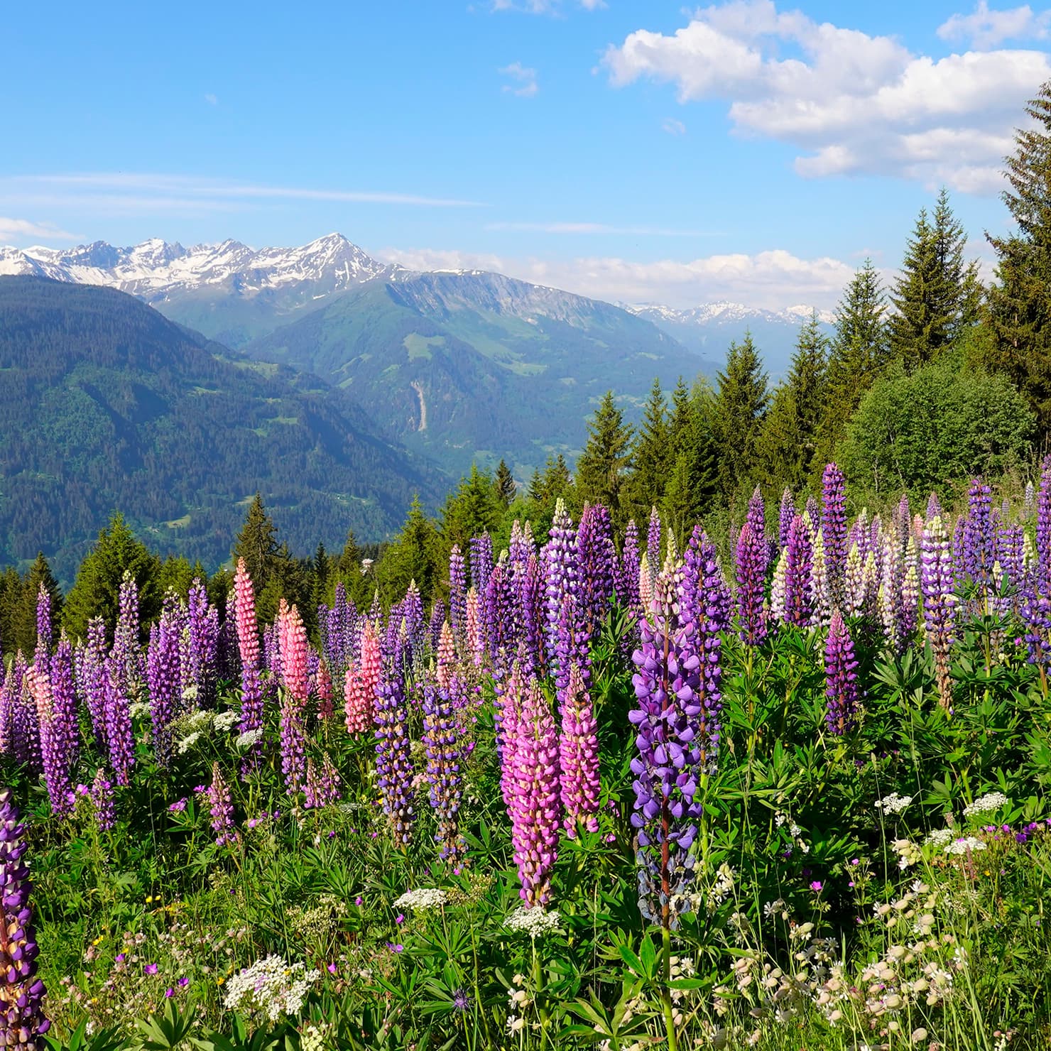 Nocturne No. 20 in C-Sharp Minor, KK IVa/16 (Violin Arr.)