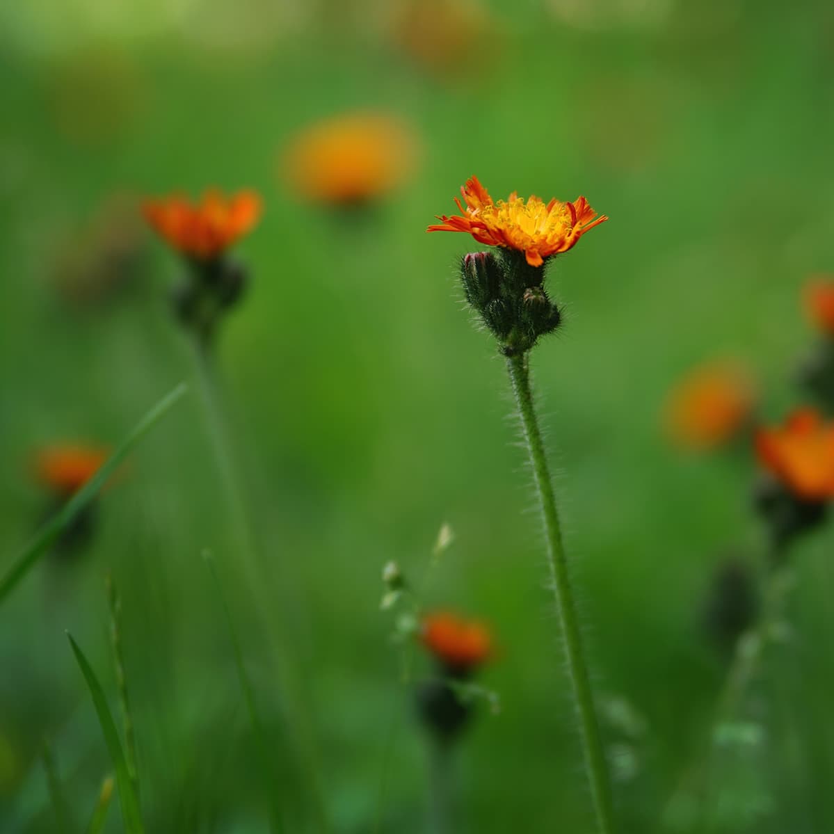 Enchanting Classical Music