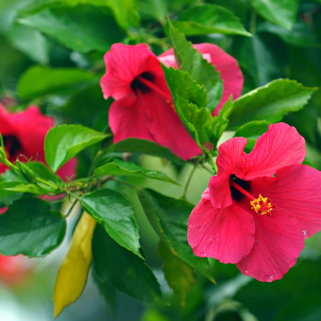 Lyric Pieces Book I, Op.12: No. 1 Arietta