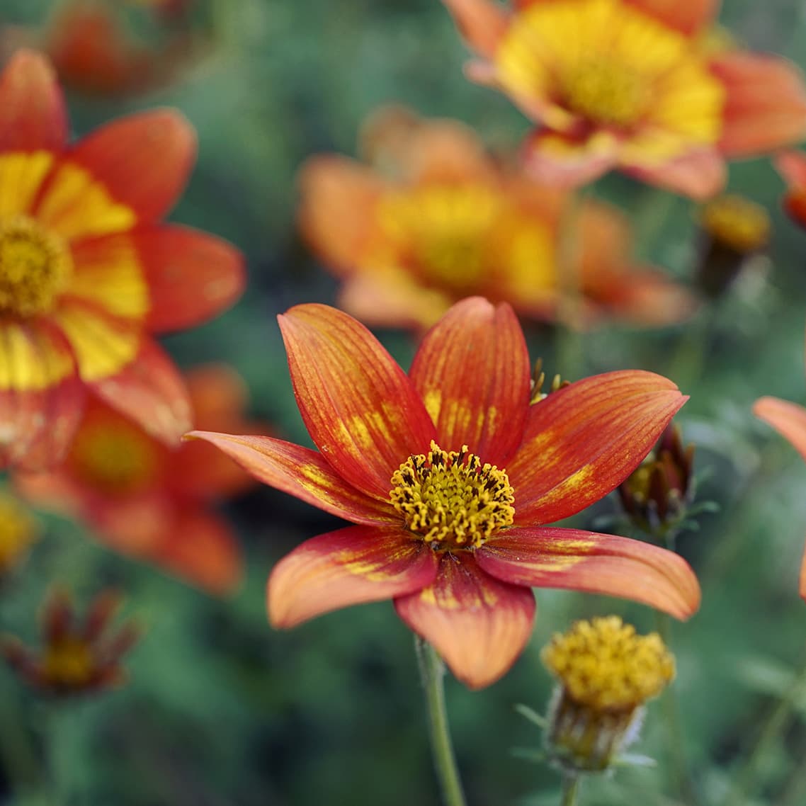 Suite in G Major, HWV 441: IV. Aria