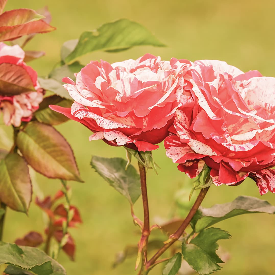 Sonata No.6 for Violin and Piano in E major, Op.1: II. Allegro