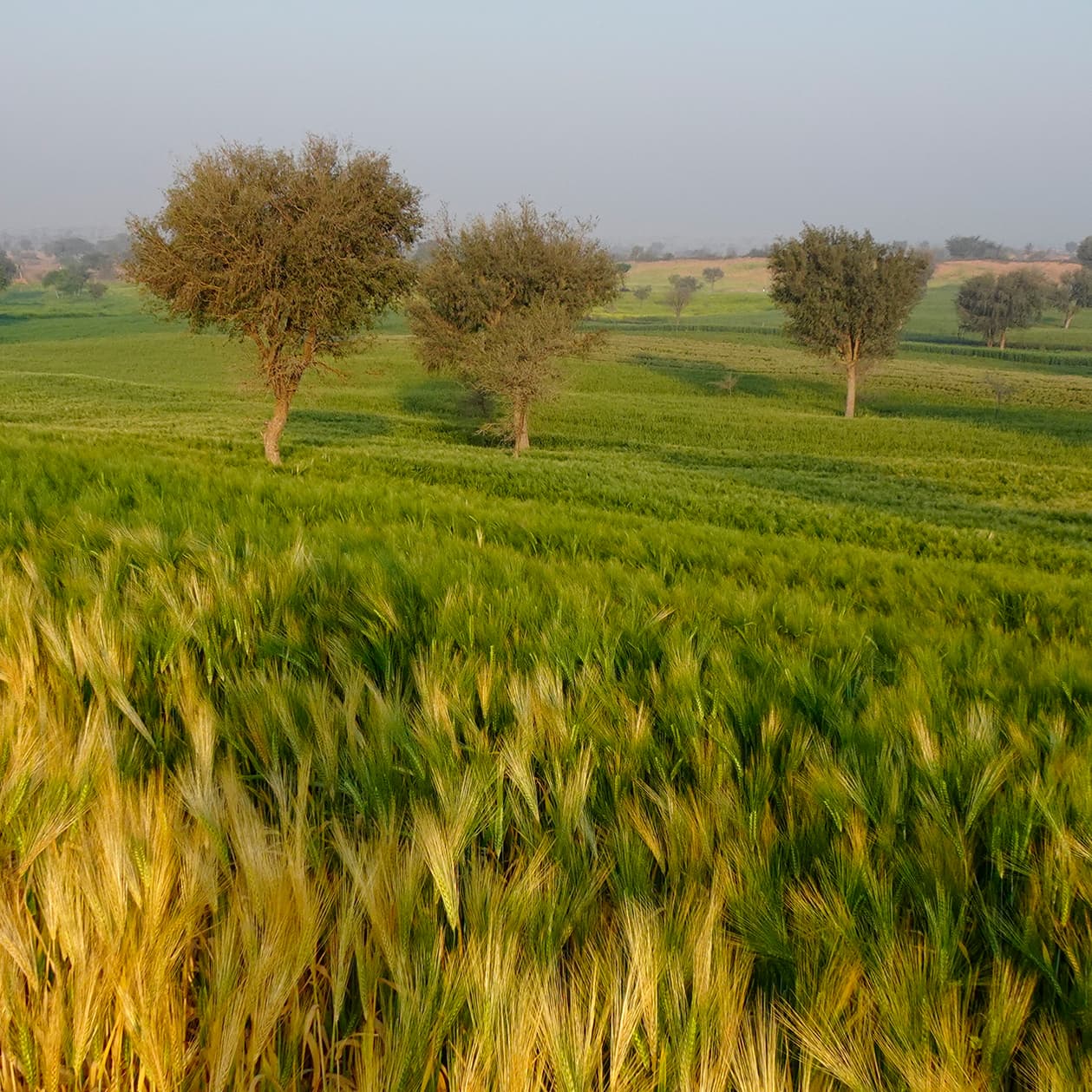 Lyrical Classical Music