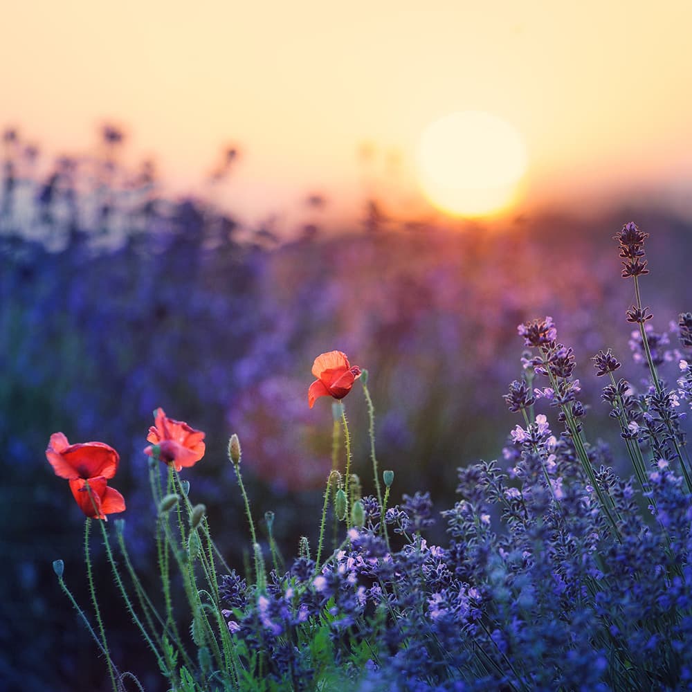 Violin Concerto No. 3 in G Major, K 216: III. Rondeau