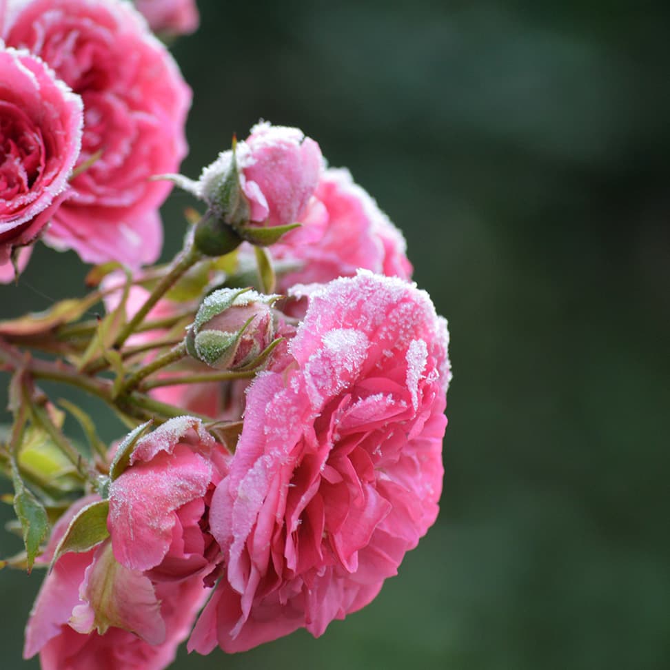 Violin Concerto No. 5 in A Major, K 219 Turkish: III. Rondo