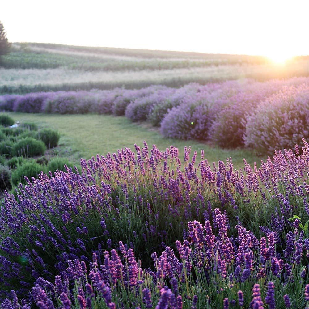 Relaxing Classical Violin