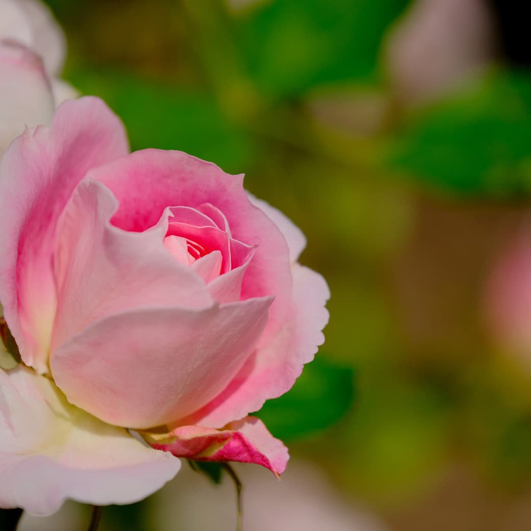 Souvenir d un lieu cher,  Op.42: III. Melodie