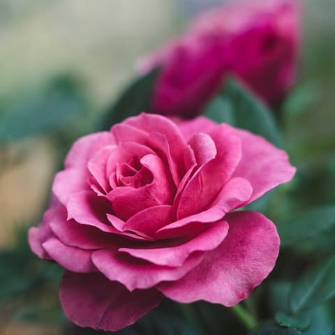 6 Pieces, Op. 51: VI. Valse Sentimentale