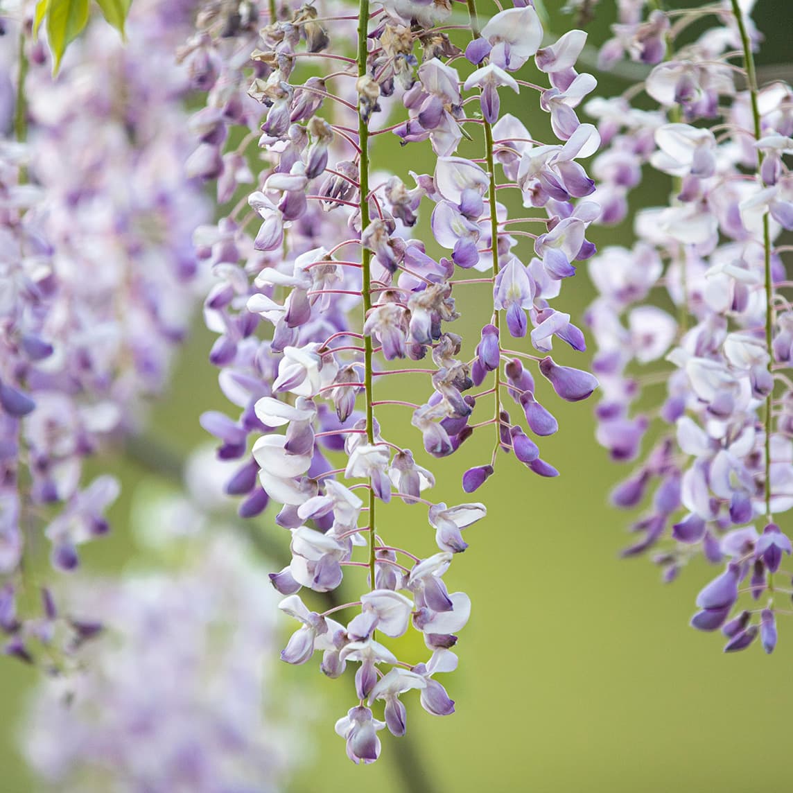 Fugue No.1 in G minor, TWV 30-21-26