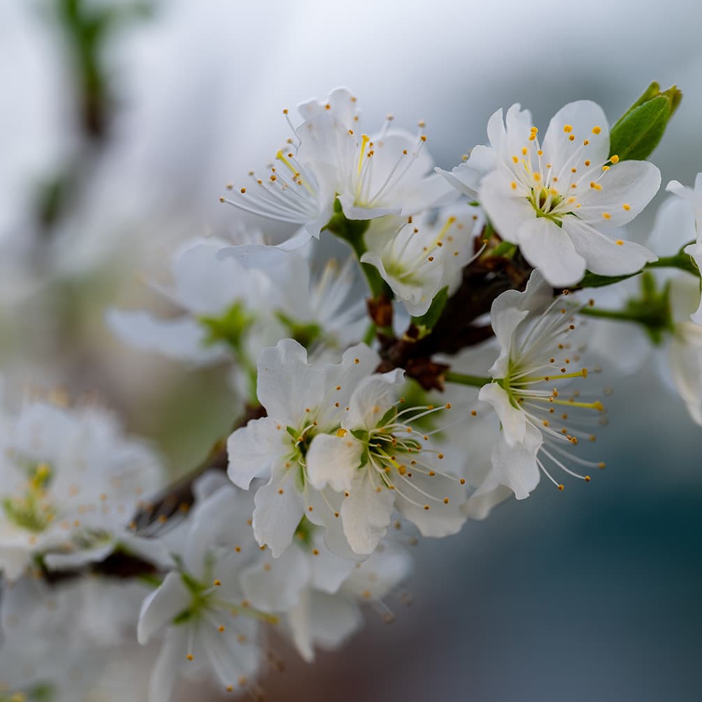 Timeless Classical Music