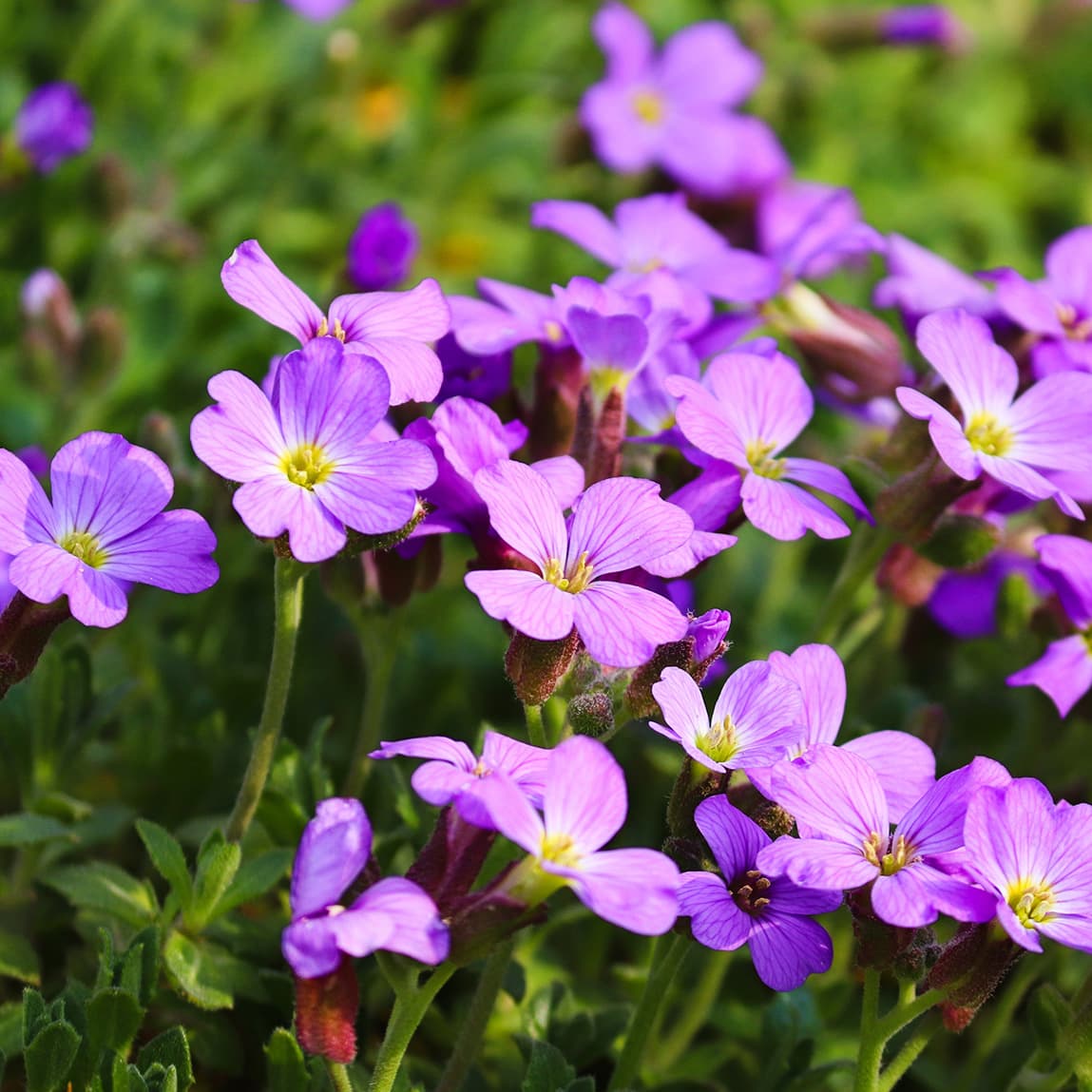 French Suite No. 3 in B Minor, BWV 814: V. Menuet and Trio