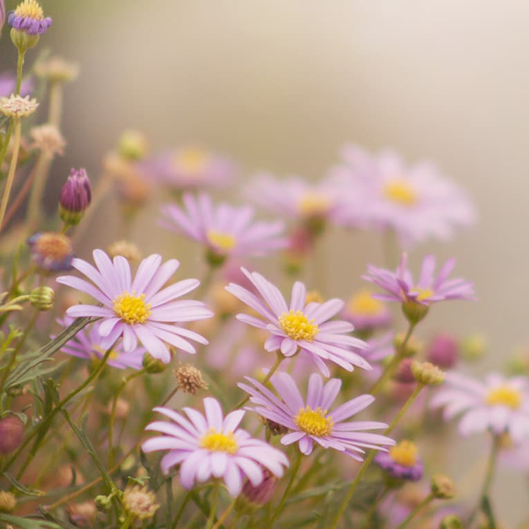 Invention no. 13 in A Minor, BWV 784