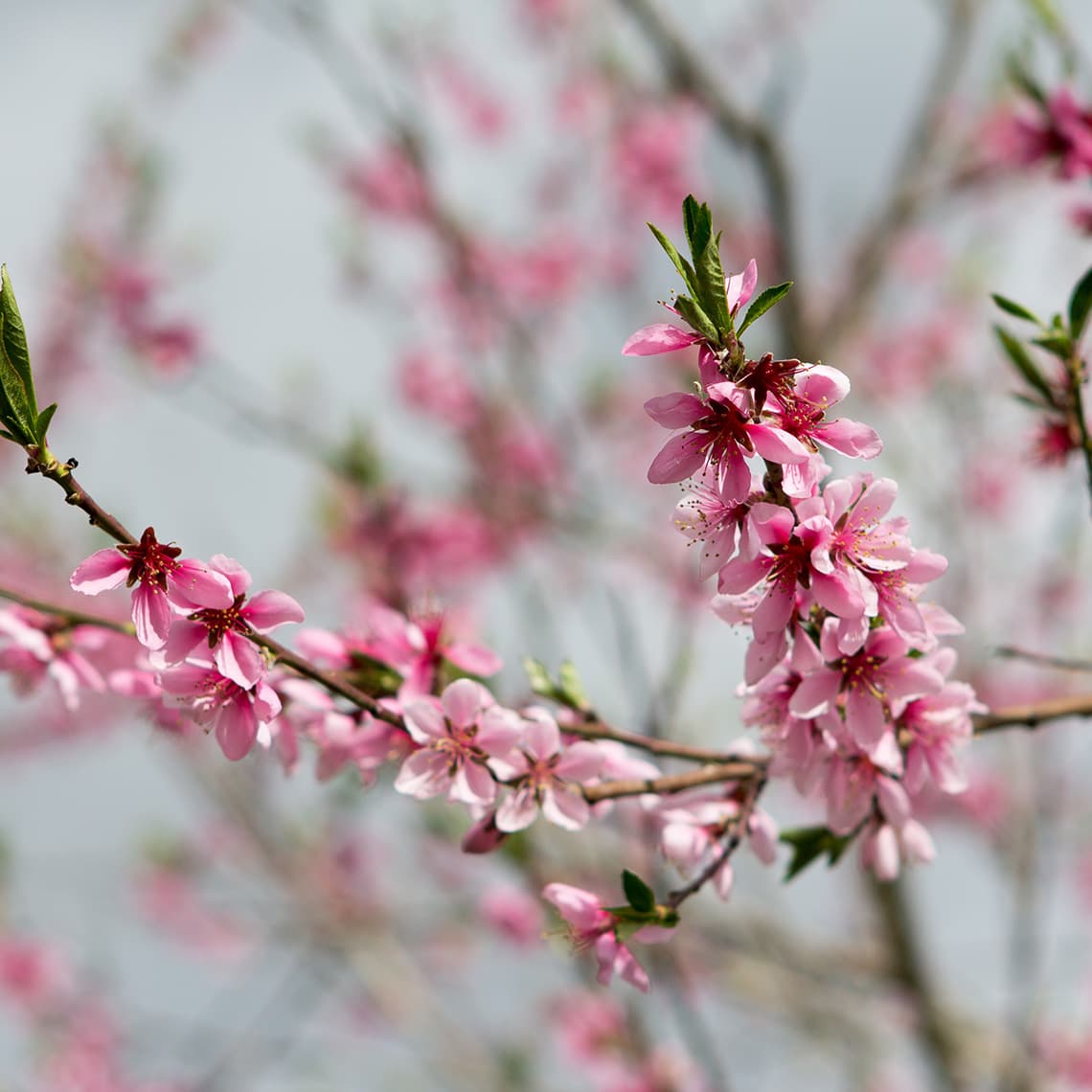 15 Inventions, BWV 772: No. 1 in C Major