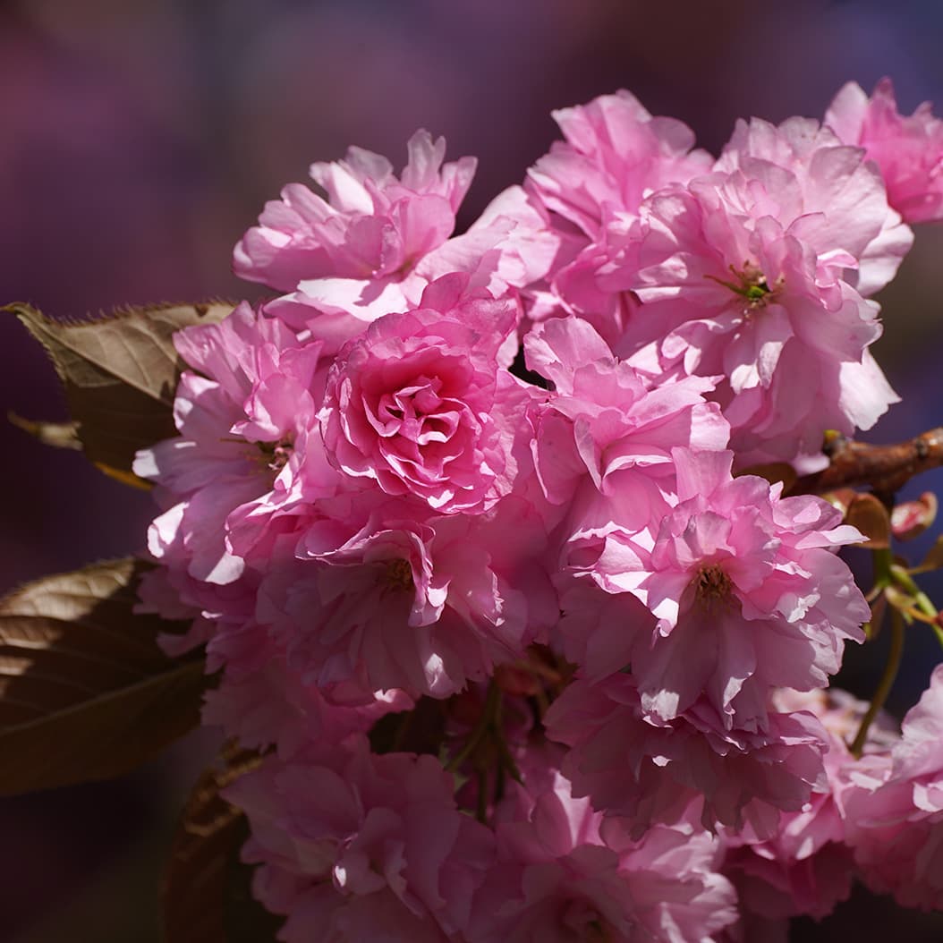 Menuet in G minor, BWV 842