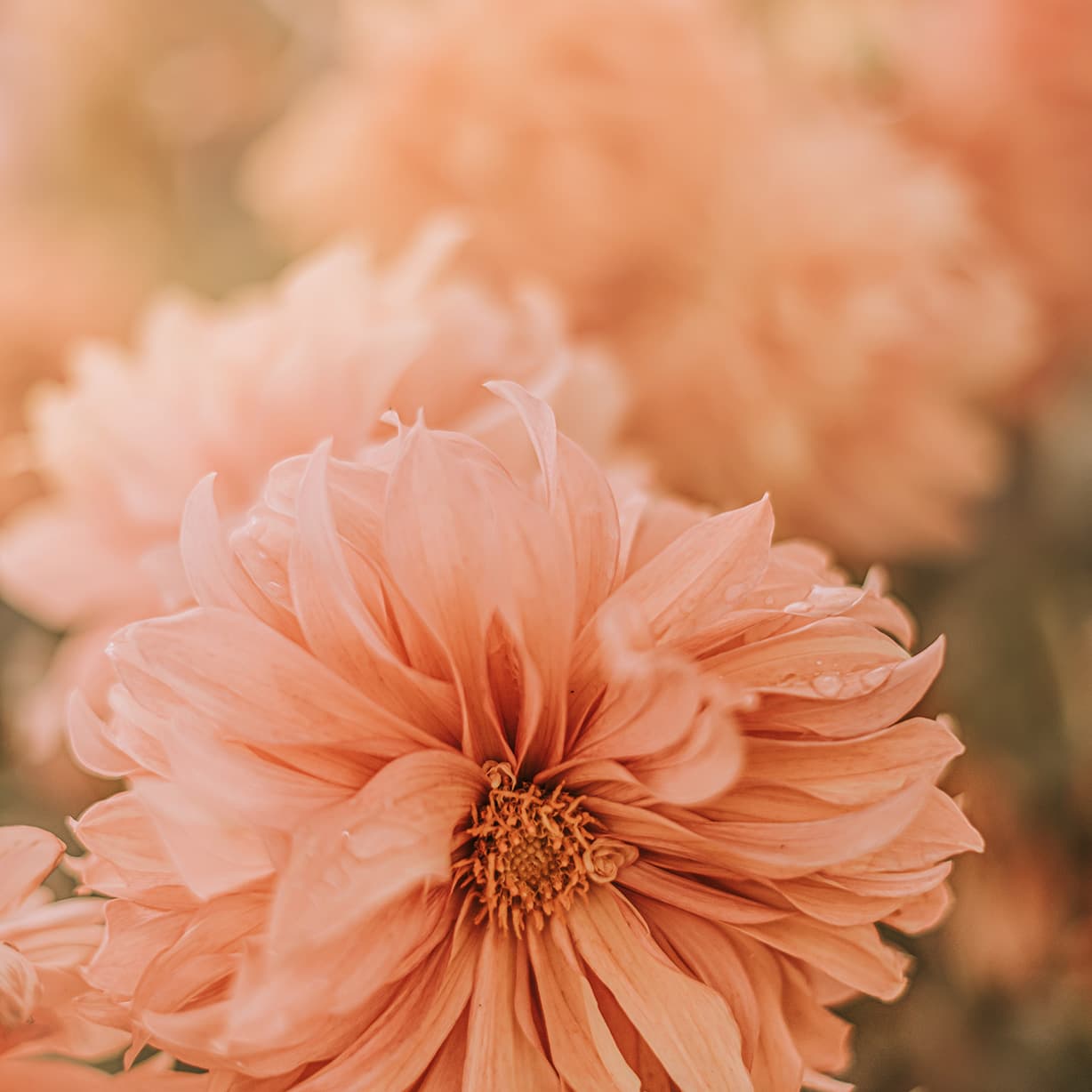 Minuet in D Minor, BWV Anh. 132