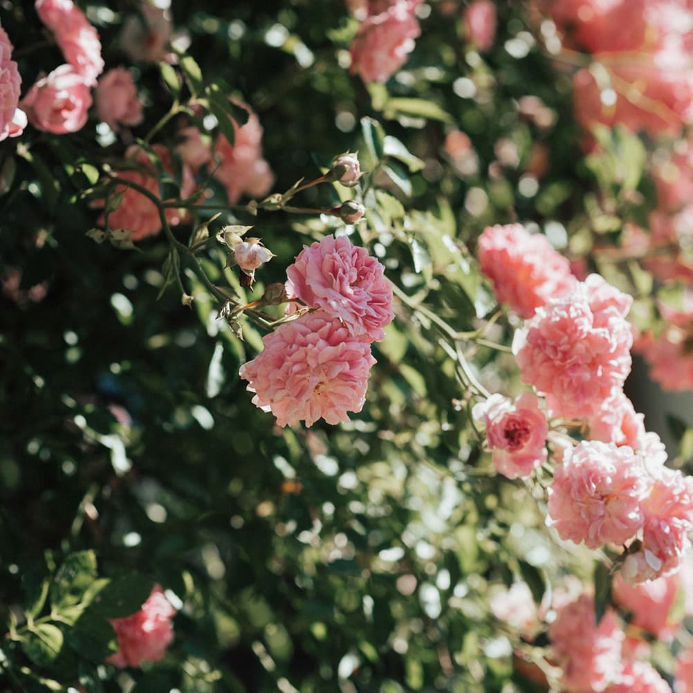 6 Little Preludes: No 4 in D Major, BWV 936