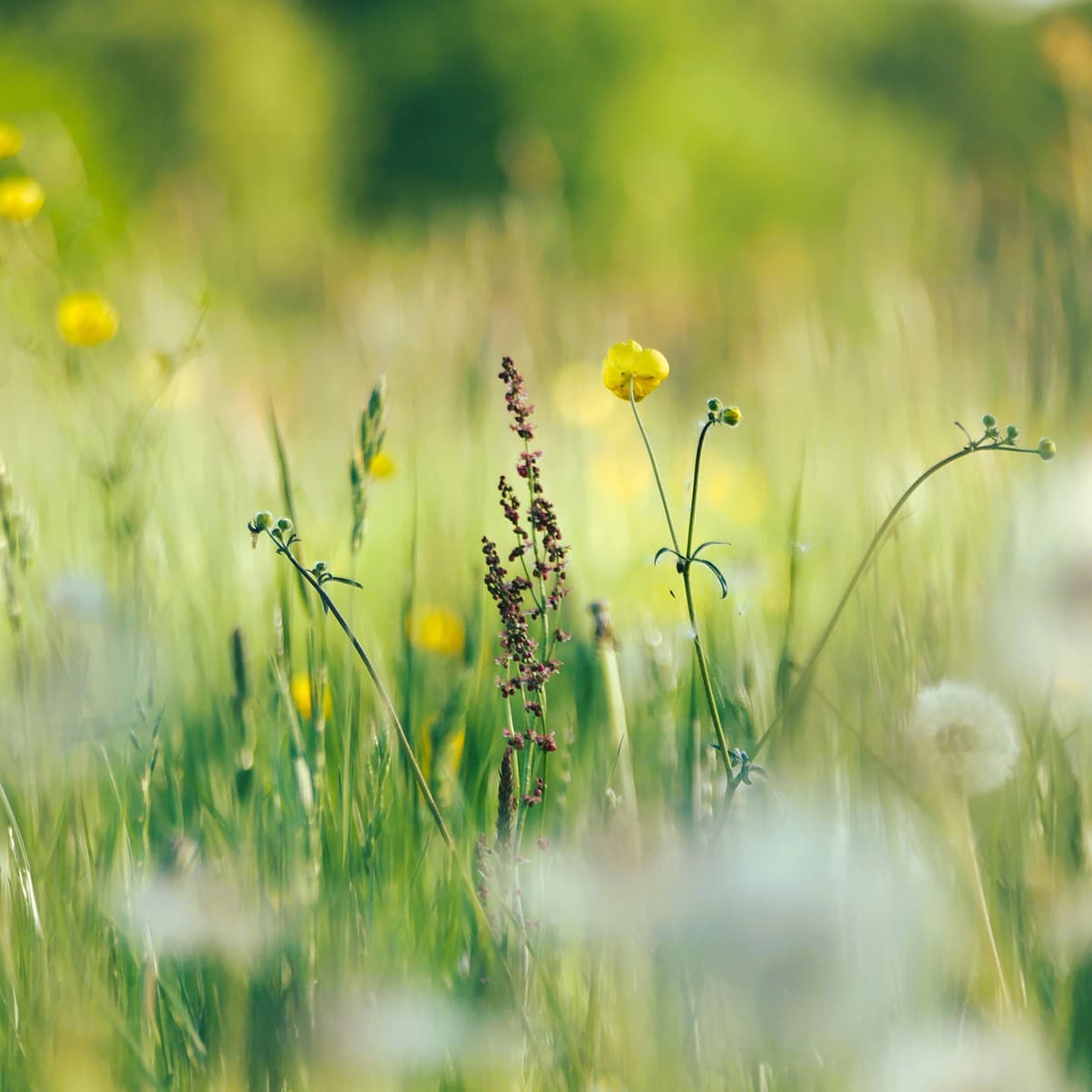 Prelude in C Minor, BWV 999