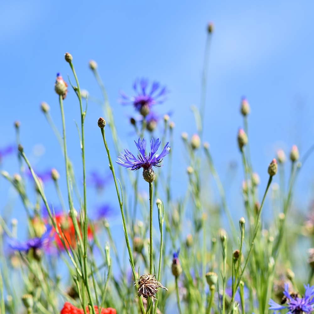 Violin Sonata No. 1 in G Minor, BWV 1001