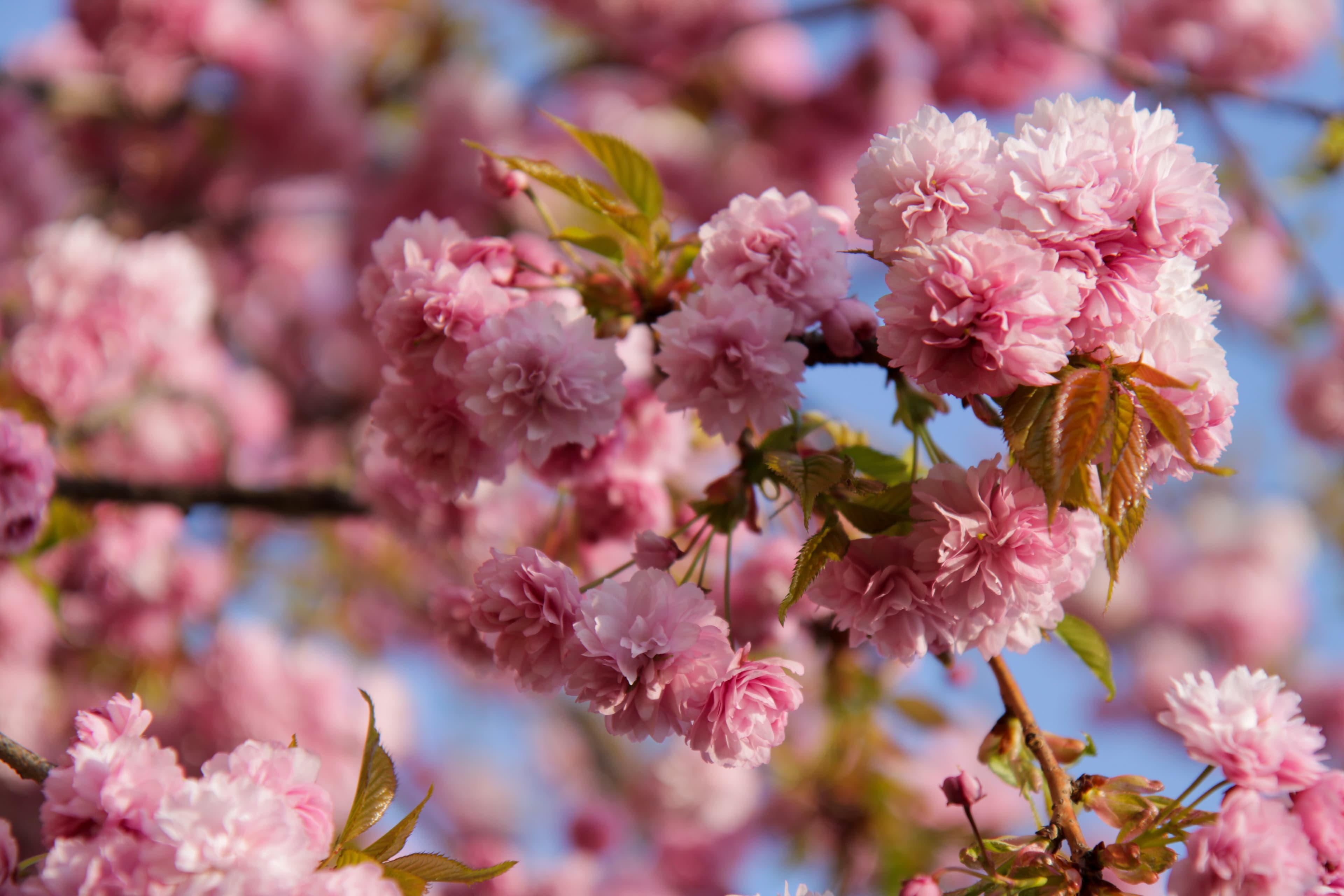 Sonata No.7 in D Major, Op.10 No.3