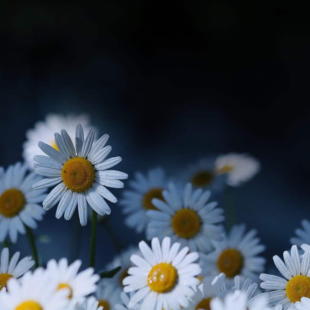 11 Bagatelles, op 119: No. 1 