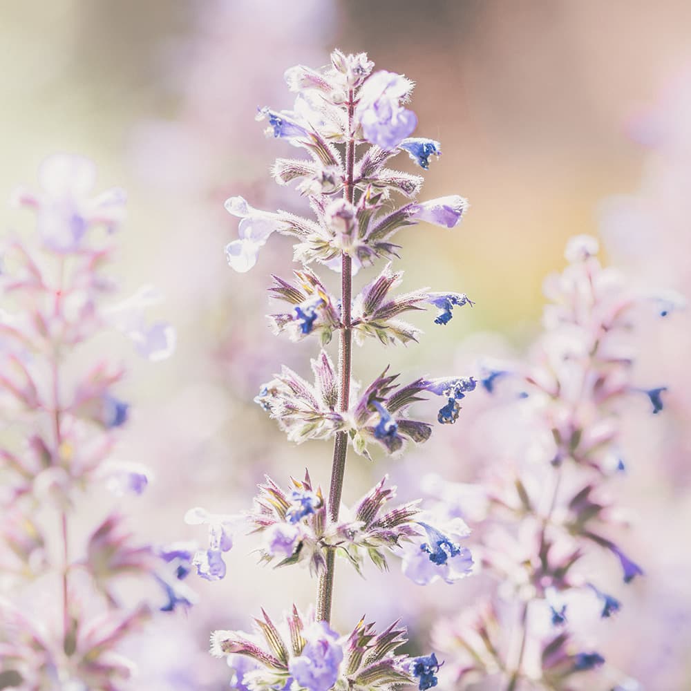 11 Bagatelles, op 119: No. 9