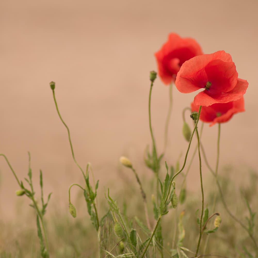 12 Contredanses, WoO 14: No. 1