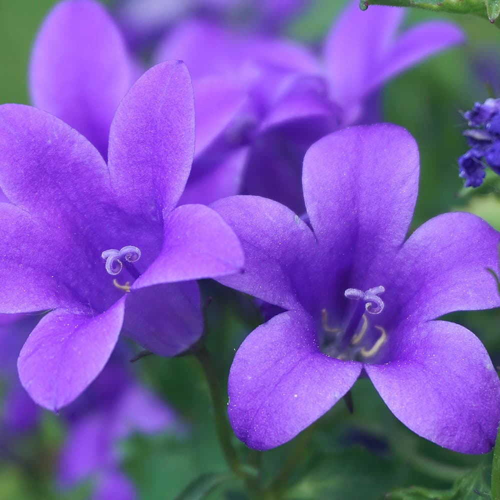 Bagatelle in C Major, WoO 54 Lustig und Traurig