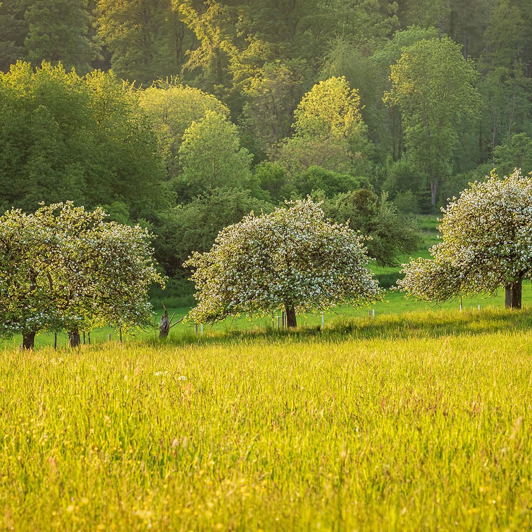 Sonata for Violin and Piano No. 5 in F major, Op. 24, Spring: I. Allegro