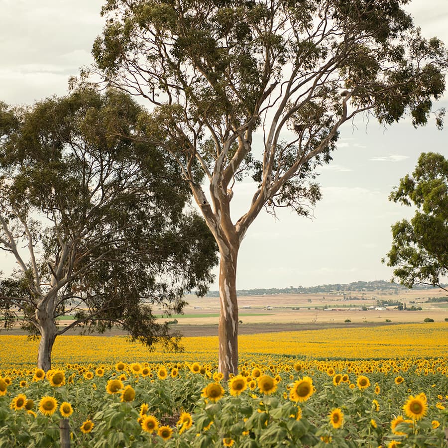 Keyboard Sonatina No. 3 in A minor 