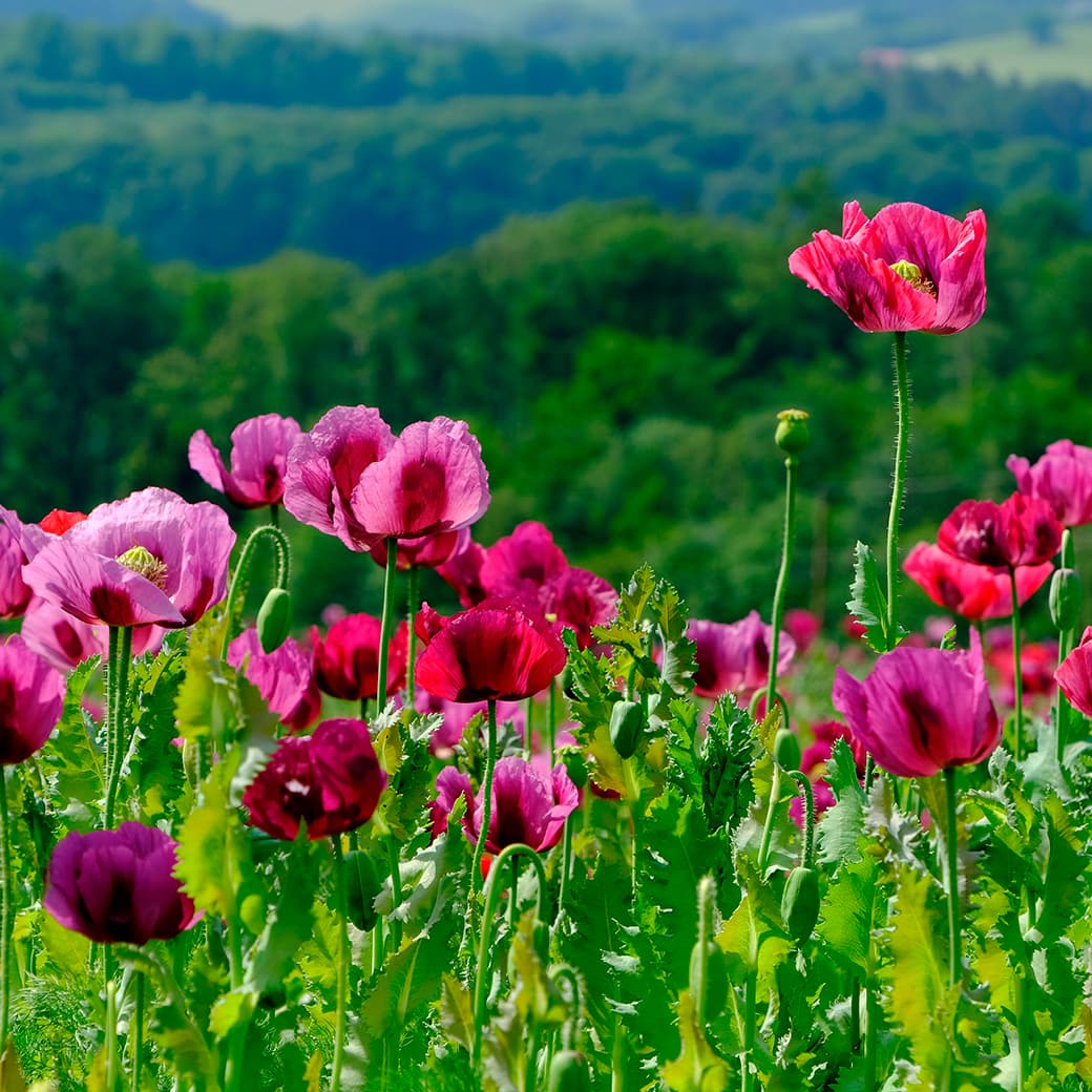 Hungarian Dance No. 1 (Violin and Piano)