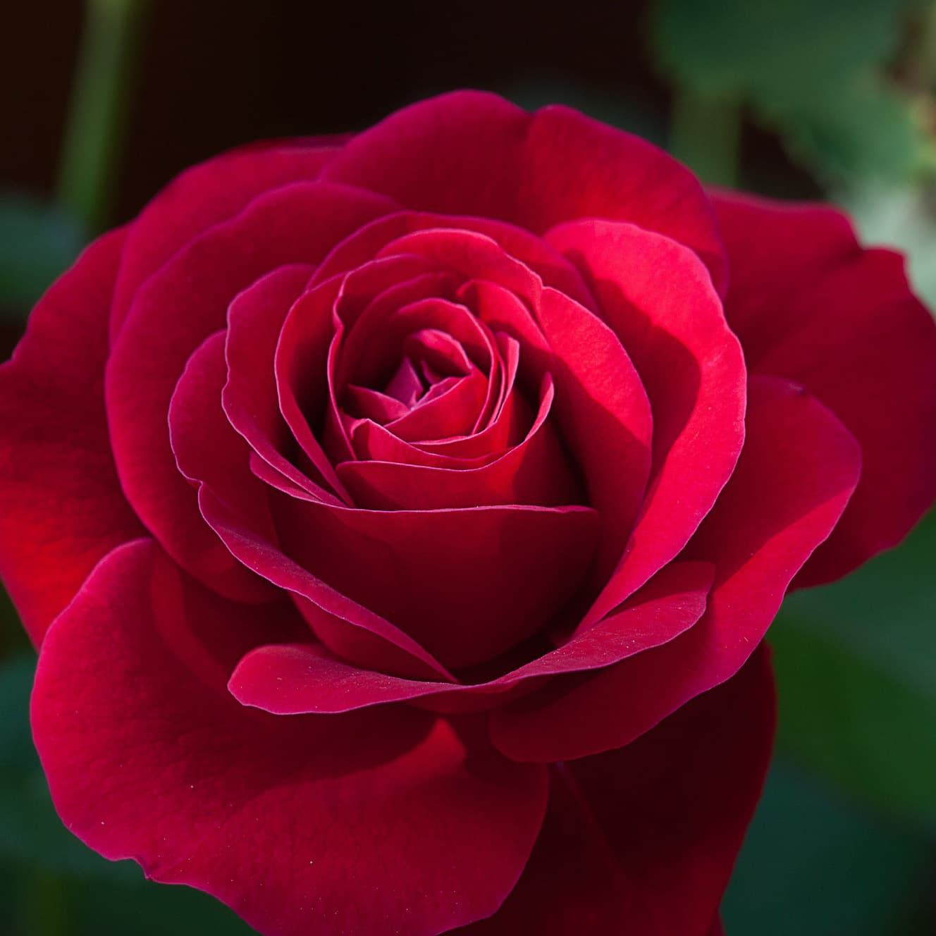 Hungarian Dance No. 5 