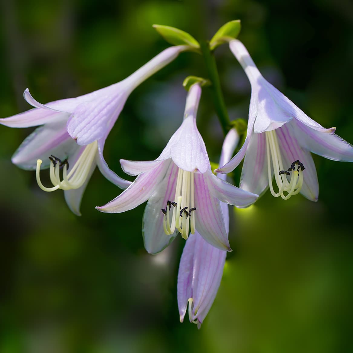 F-A-E Sonata in C Minor: III. Scherzo