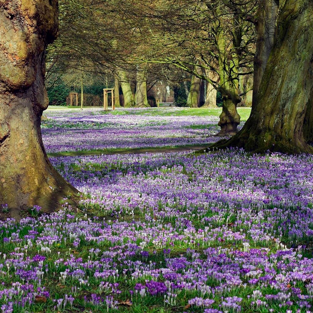 Nocturne No. 20 in C-Sharp Minor, KK IVa/16