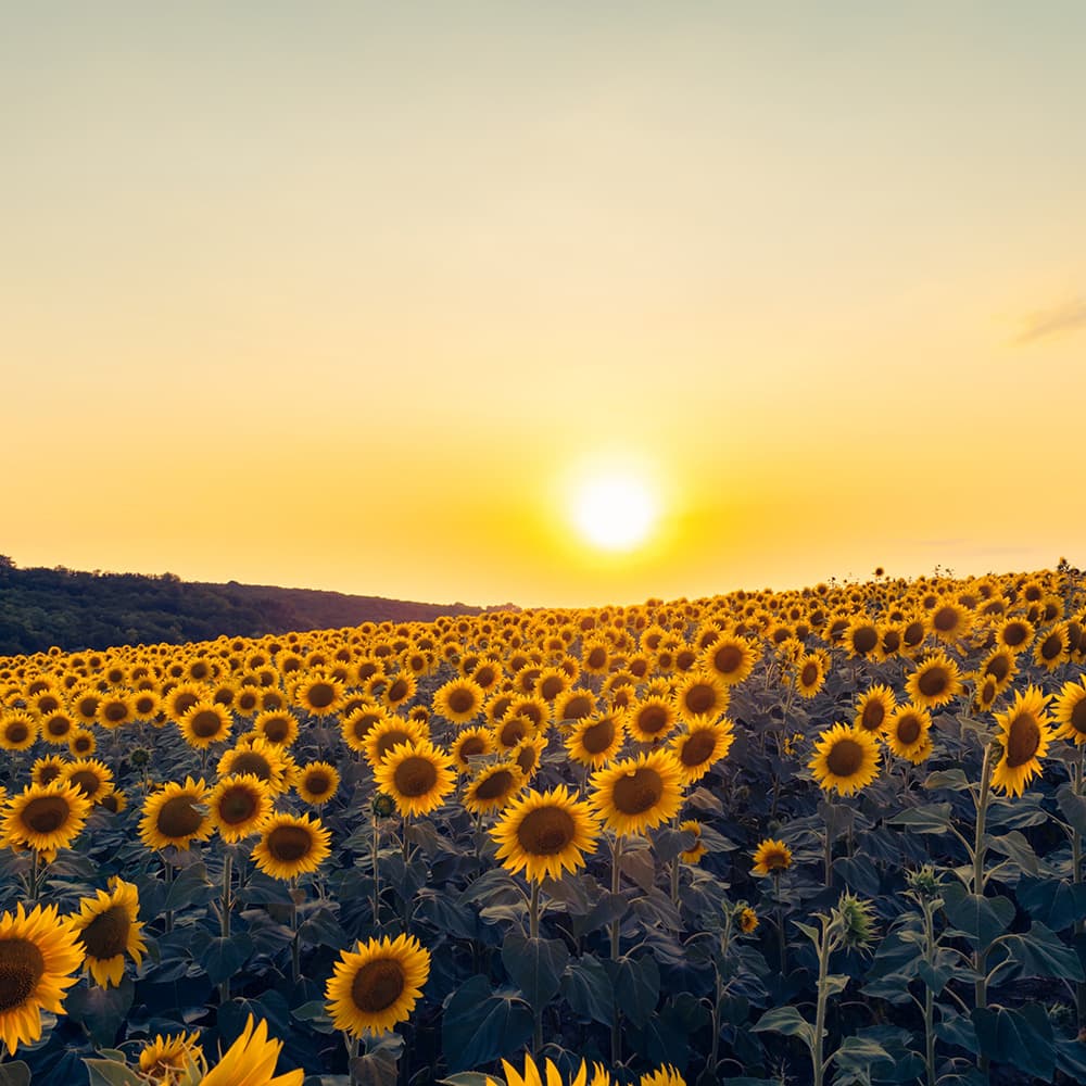 Waltz in E-flat Major, B.133: Sostenuto