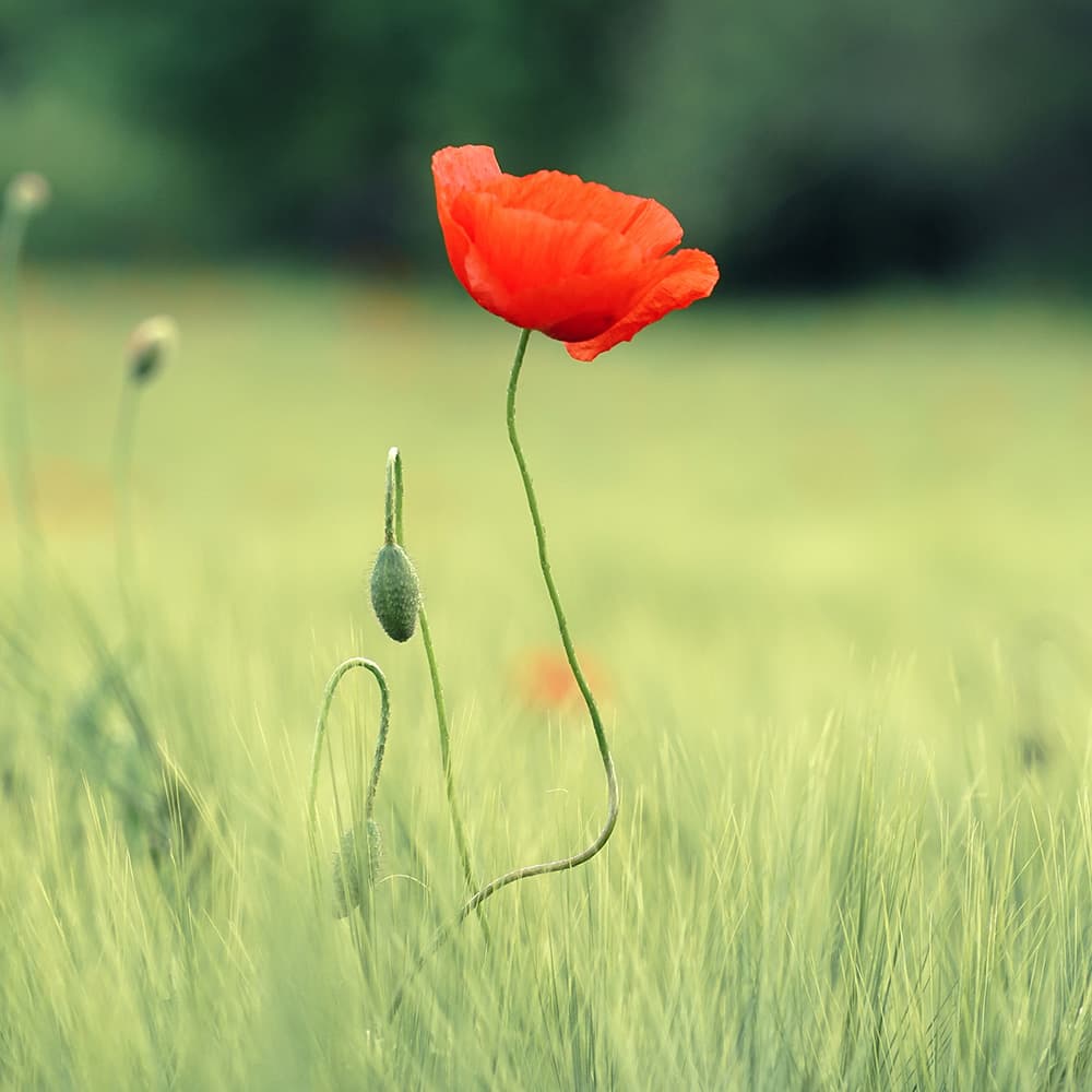 Waltz From Opera Faust