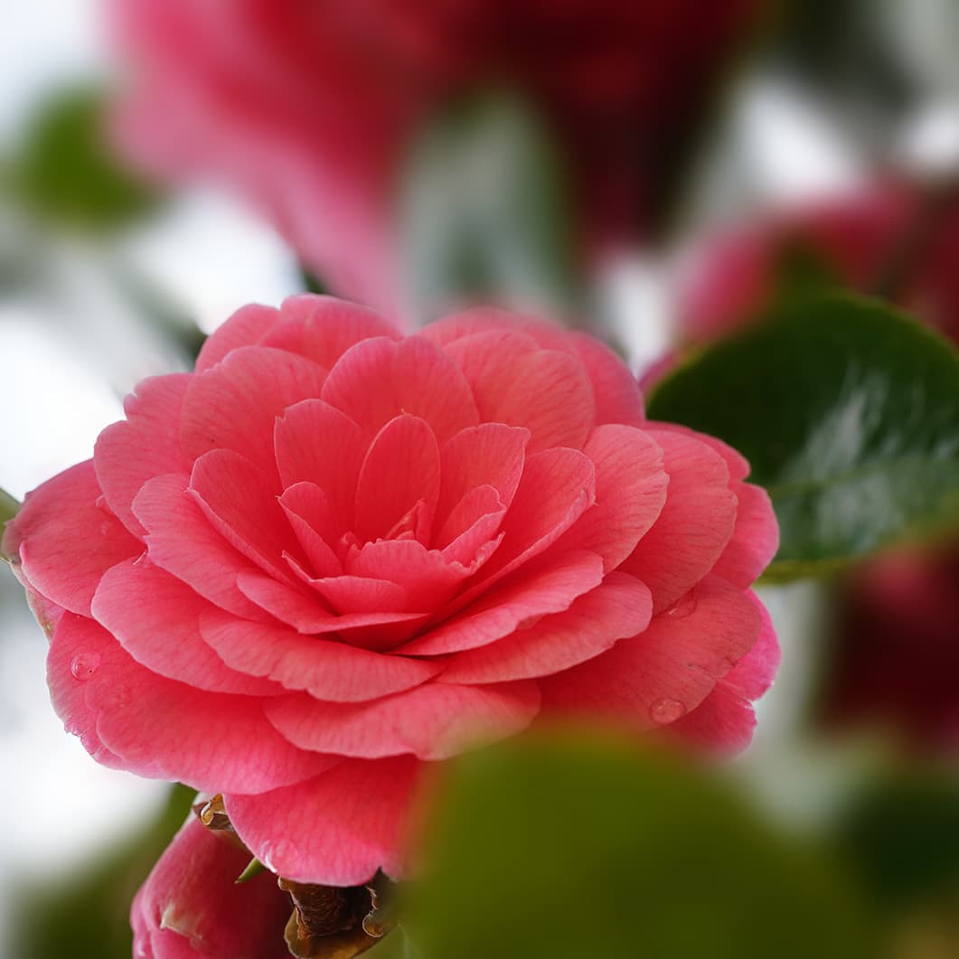 Graceful Classical Music