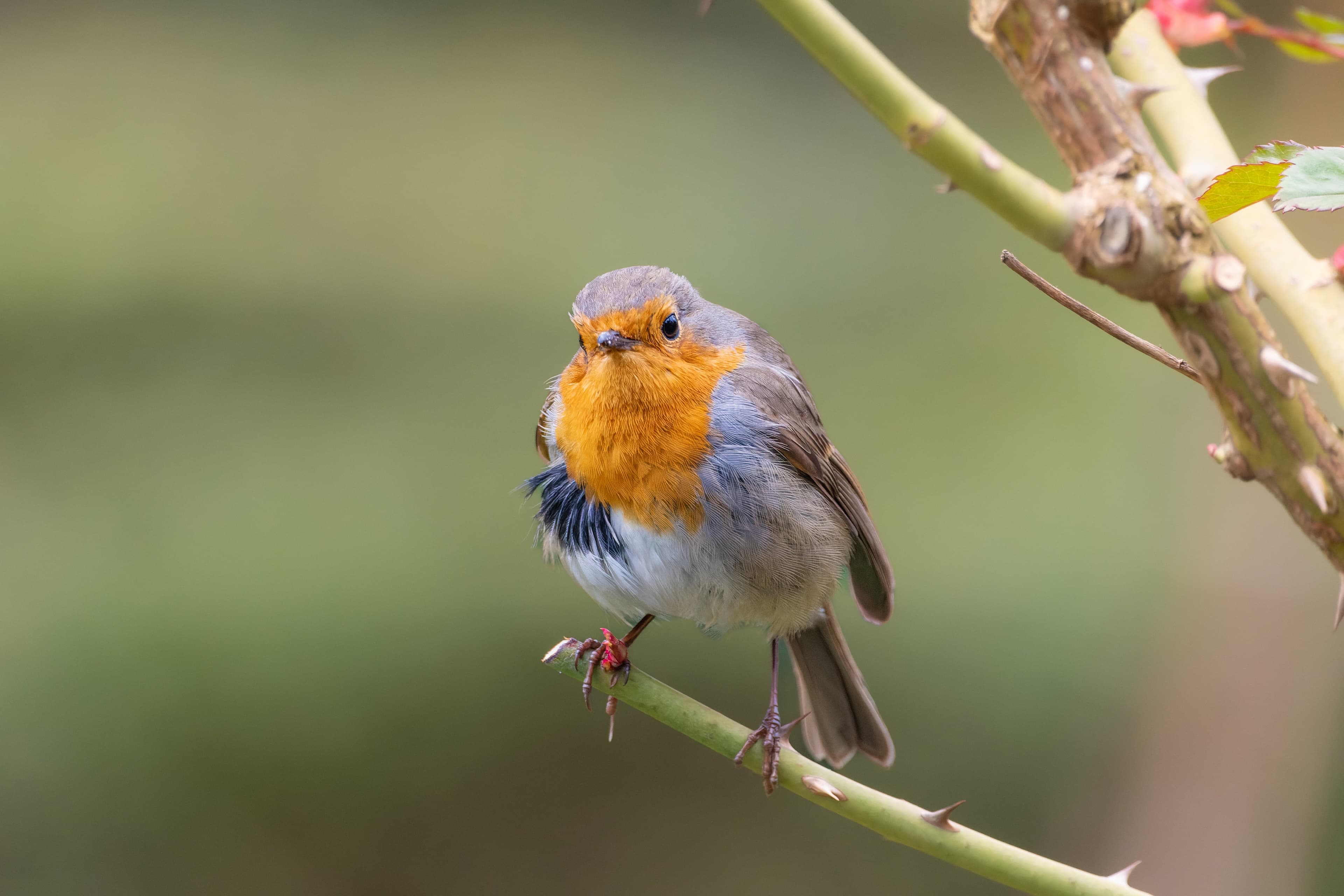 Lyric Pieces Book I, Op.12