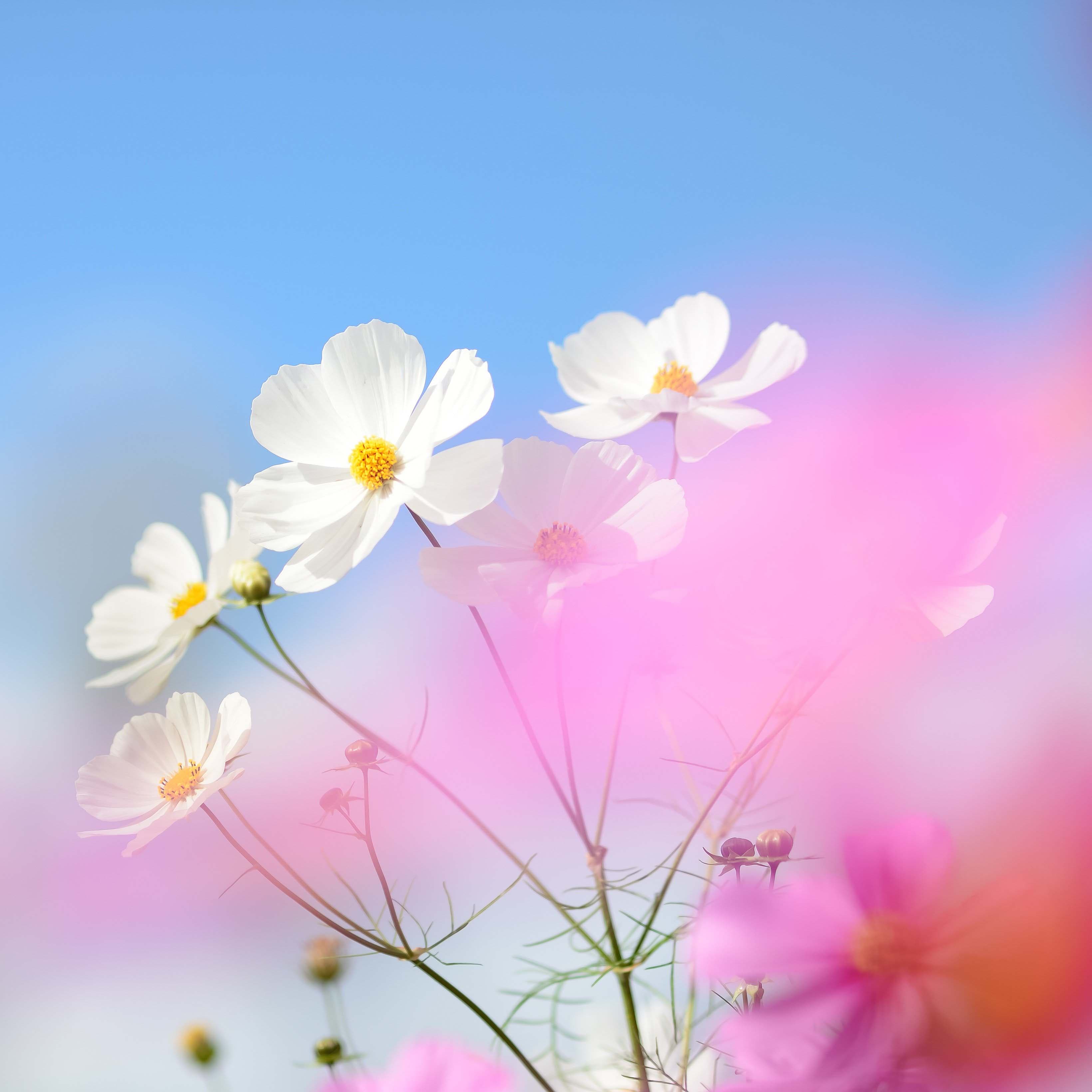 Lyric Pieces Book I, Op.12: No. 4 Fairy-Dance