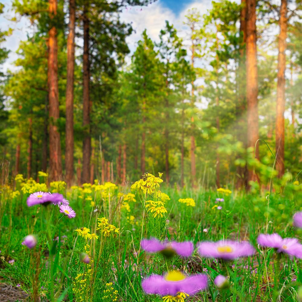 Suite in G minor, HWV 452: I. Allemande