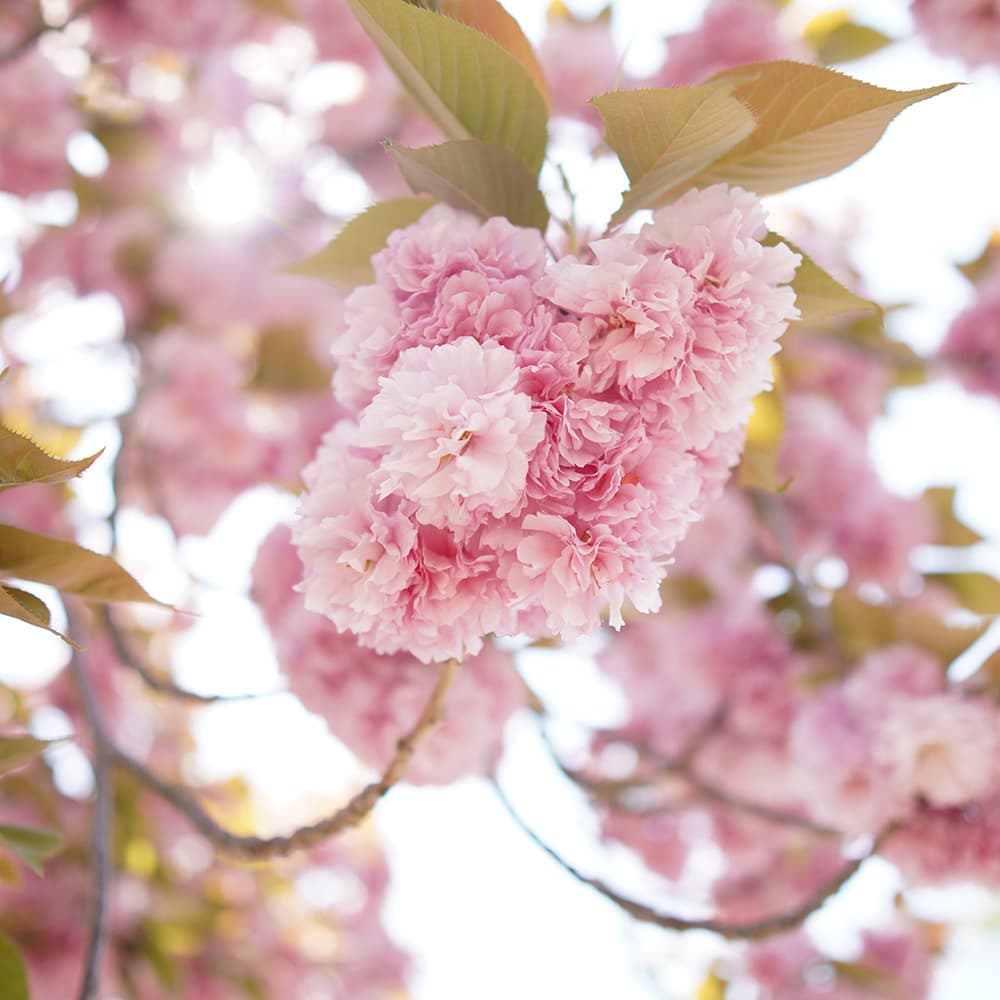 La Cloche Sonne, S.238