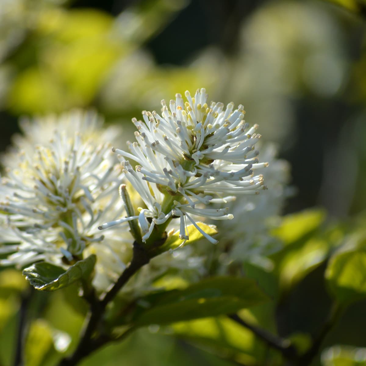 Piano Sonata Semplice, No. 16, K. 545