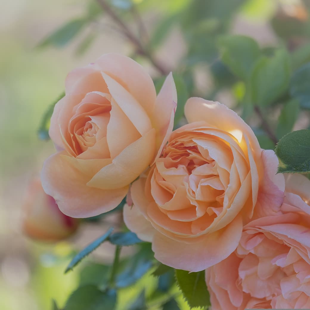 Viennese Sonatina No 1 in C Major, K 439b: IV. Rondo