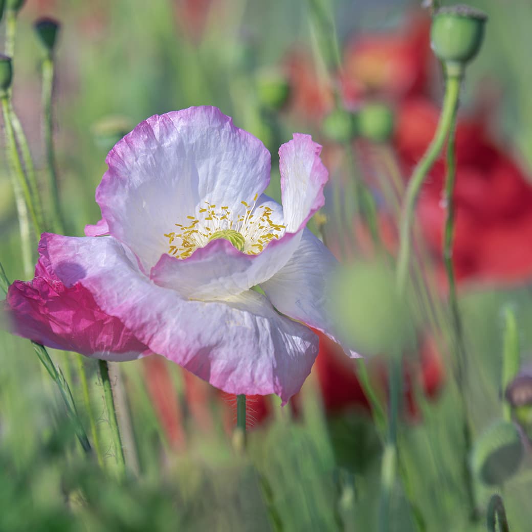 Variations on a Theme from Opera "The Magic Flute"