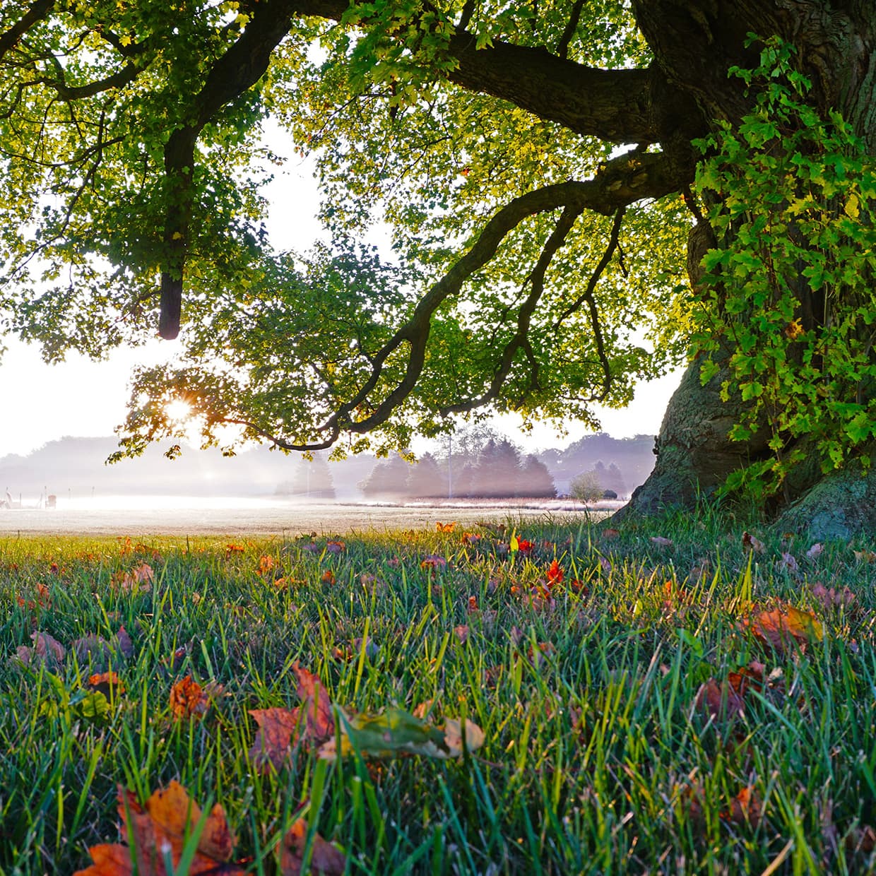Cantabile in D Major, Op. 17, MS 109
