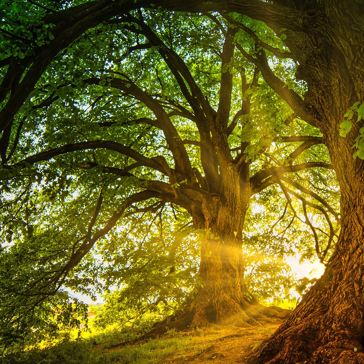 24 Caprices, Op. 1: Caprice No. 20