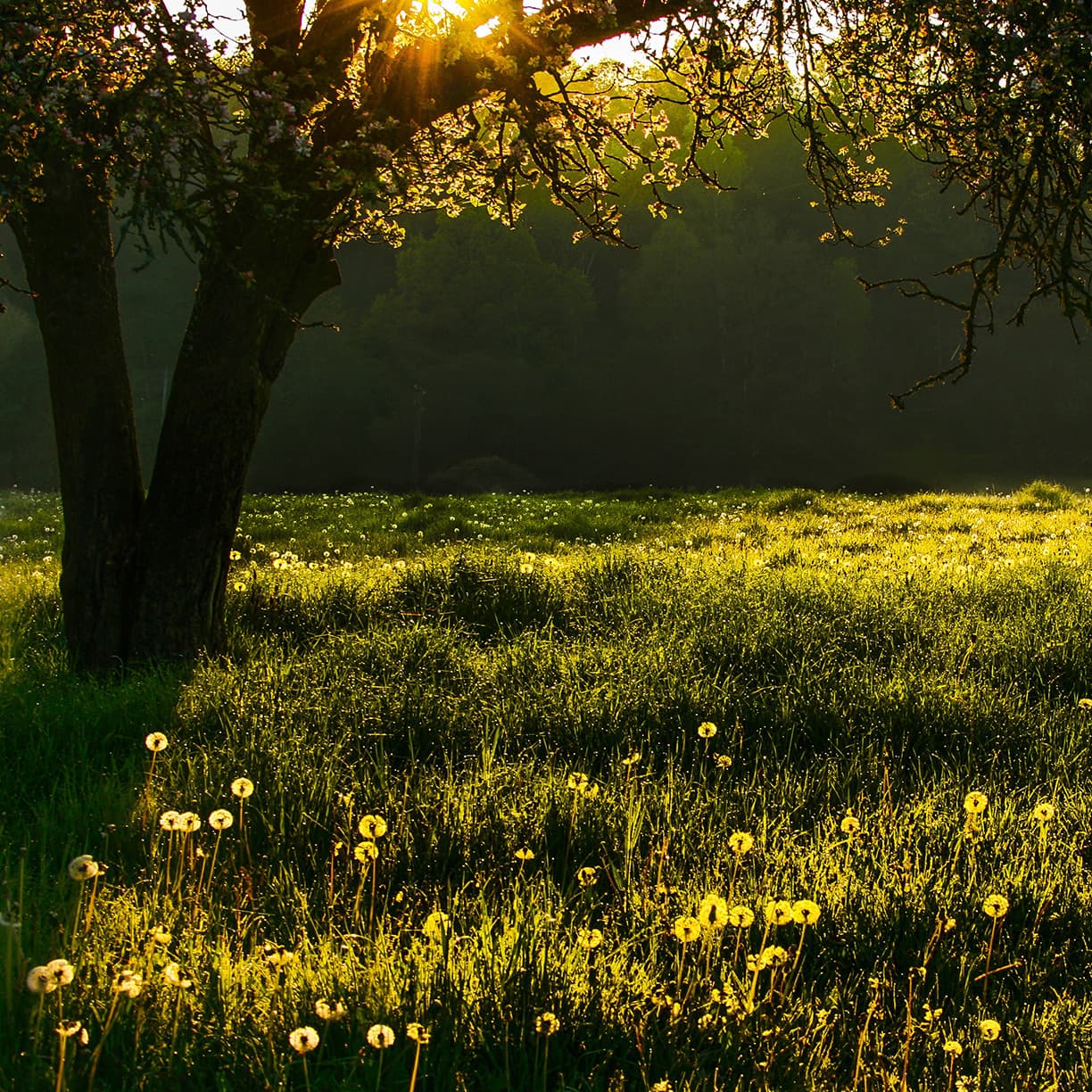 Peaceful Classical Violin